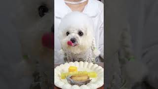 Eating Episode 2 Eating ASMR Dog Eating eatingsounds eatingasmr dogeats doglife [upl. by Aticnemrac]