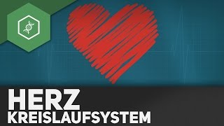 Das Herz und sein Kreislaufsystem [upl. by Sikes]