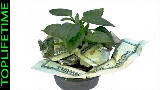 10 Plantas que atraen dinero al hogar [upl. by Letnuahs993]