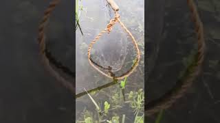 Process of Fisherman Catching Fish with Grass Rope [upl. by Yanat]