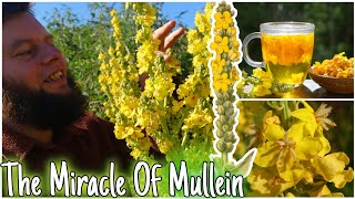 The Miracle Of Mullein Natures Lung Healer 🫁 Health Benefits Uses amp Identification [upl. by Eitsirk]