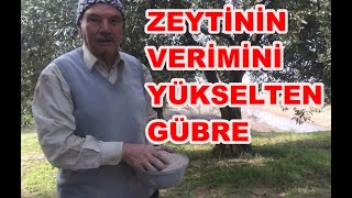 Zeytin Verimi Artırımında 15 15 Gübre Ne Zaman Atılır Nasıl Atılır [upl. by Sperling722]