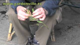 Propagating Penstemon [upl. by Eciralc283]