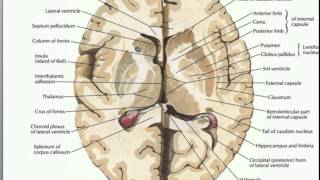 What is the Basal Ganglia [upl. by Ydnew]