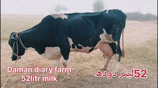 Worlds Highest Milking 127Kg Girlando Cow Vs Jarsy Cow Breed 52Kg Milk [upl. by Mort]