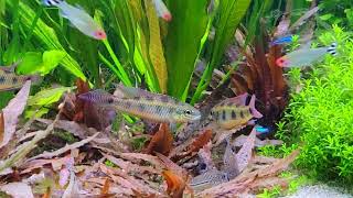 Checkerboard Cichlid Dicrossus maculatus Wild Group 4m 1f [upl. by Cleve]