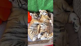 🐯🐯🐯WOW adorable baby tigercub tiger kitten foryou fpy cute kitty zoo adorable [upl. by Klemm]