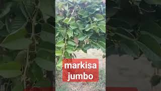 Buah Markisa Jumbo Manis Segar dan Kaya Manfaat [upl. by Yelena]