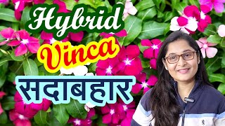 🔴COMPLETE CARE HYBRID VINCA PLANT सदाबहार SADABAHAR PERIWINKLE vincaplant gardening sadabahar [upl. by Eiramrebma602]