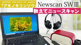 【教えて！ニュースキャン】「アキノキリンソウ（Phaseolus vulgaris）の周波数がもたらす情報 [upl. by Camroc555]