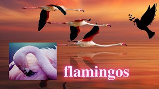 Flamingos  What are its habitats and characteristics Biography of flamingo birds Phoenicopterus [upl. by Miah]