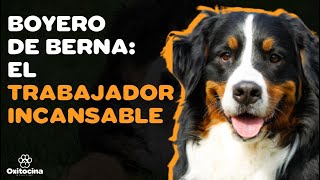 🐶🇨🇭 9 COSAS QUE DEBES SABER SOBRE EL BOYERO DE BERNA [upl. by Ocsinarf822]