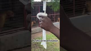 Artificial Insemination for Dogs [upl. by Peddada974]