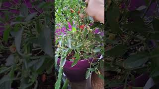 Small peppers planted in tubs chilishortsyoutubeshorts [upl. by Eisteb]