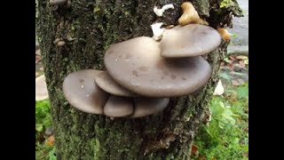 Grey Oyster Mushroom Pleurotus ostreatus Identification [upl. by Nerret]