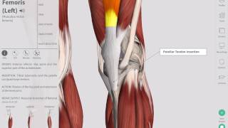 Deep Tendon Reflexes  Complete Anatomy [upl. by Cissiee4]