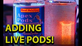 Adding Live Pods To Your Reef Tank \\ Reef Nutritions Live Copepods [upl. by Almund994]