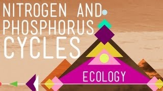 Nitrogen amp Phosphorus Cycles Always Recycle Part 2  Crash Course Ecology 9 [upl. by Raouf]