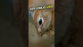 No Vas a Creer Lo Que Le Pasó a Este Conejo Loco 😱 [upl. by Pet]