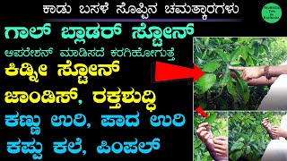 ಕಾಡು ಬಸಳೆ ಸಸ್ಯದಿಂದ ಕಿಡ್ನಿ ಕಲ್ಲು ಹೊರಗೆ  Kadu Basale Soppu uses in Kannada  ಆರೋಗ್ಯಕ್ಕೆ ಬಸಳೆ ಸೊಪ್ಪು [upl. by Vanessa894]