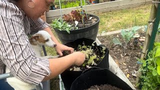 Planting Tomatillos Chervil Mashmallow  Fun Plant Tags and Some Video Corrections [upl. by Jocelyn747]