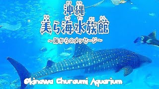 Churaumi Aquarium Okinawa  Vivi Giappone [upl. by Ahtekal542]