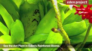 Ant Plant at the Eden Project [upl. by Airotahs334]