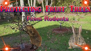 Protecting Fruit Trees From Trunk and Bark Damage Due To Rodents  Rabbits Voles Eating and Girdling [upl. by Whelan]