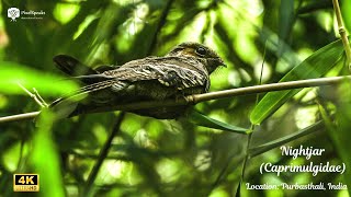 Nightjar Bird Perching and Flying in Purbasthali  4K Nature Video nature birds birdwatching [upl. by Drawd]