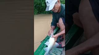 sambaran ikan baung mancing [upl. by Nesnaj]