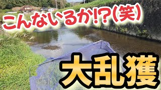 1分でヌマエビ、スジエビが数百匹捕獲できる水路でガサガサしたら出会った美麗な淡水魚 [upl. by Rorie255]