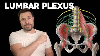 The Lumbar Plexus Explained  Corporis [upl. by Merras]