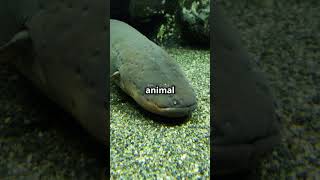 Shocking Facts About Electric Eels animalfacts seaanimals animals [upl. by Aelanej]