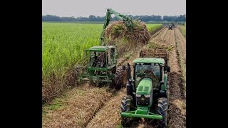 Loading and Cutting Seed Sugarcane in Louisiana [upl. by Ameehsat]