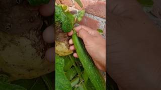 Harvesting vegetablesfarmingshort shortstrendingyoutubeshortsharvest trending [upl. by Aidyl519]