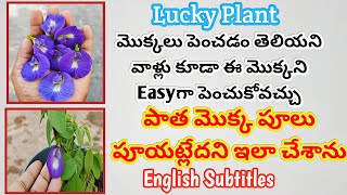 ఇక ప్రతిరోజు పూల వర్షంమేhow to get more blooms on apparajita plant butterflypea gardening how [upl. by Hallimaj252]