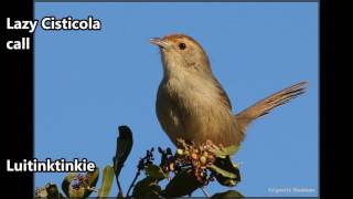 Lazy Cisticola call [upl. by Plante]