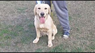 Dog show Lahore 2018 [upl. by Ecydnak68]