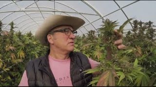 Jim Belushi talks about growing marijuana in Oregon [upl. by Nelie]