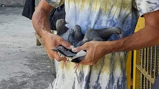 Today pigeon game  Askin Cool 5 [upl. by Nitsid]