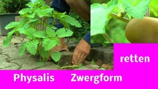 Physalis Zwergwuchs retten Garten ganz nah erleben Johannisbeeren Wuchs im Test [upl. by Cand]