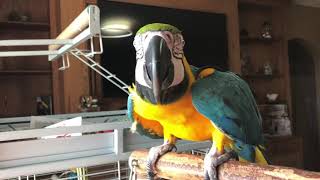 Volume Alert Charley the macaw screaming and talking and shows off her wings [upl. by Eirojam]