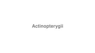 How to Pronounce quotActinopterygiiquot [upl. by Jem189]