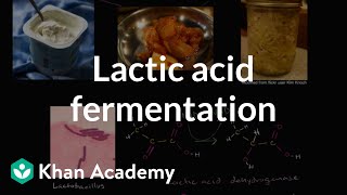 Lactic acid fermentation  Cellular respiration  Biology  Khan Academy [upl. by Seabrook]