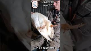 Comment gaver un canard  canards gavage foiegras faitmaison [upl. by Anillehs]