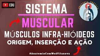 Músculos Infrahióideos Origem  Inserção  Ação  Sistema Muscular  Anatomia Prática  VideoAula [upl. by Hilleary201]