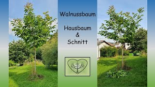 Walnussbaum Schnitt und Hausbaum EinHerzfürStreuobstwiesen [upl. by Kenaz]