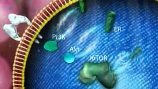 The mTOR pathway in ER advanced breast cancer [upl. by Ramsden]