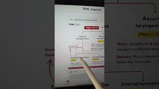 Vagus nerve neuroanatomy neetpg inicet [upl. by Anitsugua883]