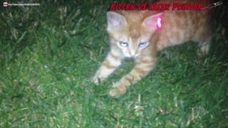 Chaton qui veut attraper un laser rouge [upl. by Wiltz]